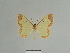  (Zamarada lemairei - BC ZSM Lep 84082)  @11 [ ] CreativeCommons - Attribution Non-Commercial Share-Alike (2014) Axel Hausmann/Bavarian State Collection of Zoology (ZSM) SNSB, Zoologische Staatssammlung Muenchen