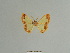  (Zamarada hamulata - BC ZSM Lep 84084)  @11 [ ] CreativeCommons - Attribution Non-Commercial Share-Alike (2014) Axel Hausmann/Bavarian State Collection of Zoology (ZSM) SNSB, Zoologische Staatssammlung Muenchen