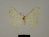  ( - BC ZSM Lep 84086)  @11 [ ] CreativeCommons - Attribution Non-Commercial Share-Alike (2014) Axel Hausmann/Bavarian State Collection of Zoology (ZSM) SNSB, Zoologische Staatssammlung Muenchen
