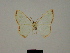  ( - BC ZSM Lep 84087)  @11 [ ] CreativeCommons - Attribution Non-Commercial Share-Alike (2014) Axel Hausmann/Bavarian State Collection of Zoology (ZSM) SNSB, Zoologische Staatssammlung Muenchen