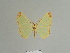  (Zamarada clementi - BC ZSM Lep 84088)  @11 [ ] CreativeCommons - Attribution Non-Commercial Share-Alike (2014) Axel Hausmann/Bavarian State Collection of Zoology (ZSM) SNSB, Zoologische Staatssammlung Muenchen