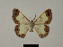  (Zamarada lequeuxi - BC ZSM Lep 84089)  @11 [ ] CreativeCommons - Attribution Non-Commercial Share-Alike (2014) Axel Hausmann/Bavarian State Collection of Zoology (ZSM) SNSB, Zoologische Staatssammlung Muenchen