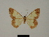  (Zamarada ruandana - BC ZSM Lep 84090)  @11 [ ] CreativeCommons - Attribution Non-Commercial Share-Alike (2014) Axel Hausmann/Bavarian State Collection of Zoology (ZSM) SNSB, Zoologische Staatssammlung Muenchen