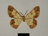  (Zamarada bilobata - BC ZSM Lep 84091)  @11 [ ] CreativeCommons - Attribution Non-Commercial Share-Alike (2014) Axel Hausmann/Bavarian State Collection of Zoology (ZSM) SNSB, Zoologische Staatssammlung Muenchen