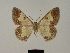  (Zamarada montana - BC ZSM Lep 84095)  @11 [ ] CreativeCommons - Attribution Non-Commercial Share-Alike (2014) Axel Hausmann/Bavarian State Collection of Zoology (ZSM) SNSB, Zoologische Staatssammlung Muenchen