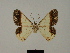  ( - BC ZSM Lep 84096)  @11 [ ] CreativeCommons - Attribution Non-Commercial Share-Alike (2014) Axel Hausmann/Bavarian State Collection of Zoology (ZSM) SNSB, Zoologische Staatssammlung Muenchen
