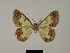  (Zamarada justa - BC ZSM Lep 84098)  @11 [ ] CreativeCommons - Attribution Non-Commercial Share-Alike (2014) Axel Hausmann/Bavarian State Collection of Zoology (ZSM) SNSB, Zoologische Staatssammlung Muenchen