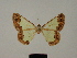  (Zamarada dearmata - BC ZSM Lep 84099)  @11 [ ] CreativeCommons - Attribution Non-Commercial Share-Alike (2014) Axel Hausmann/Bavarian State Collection of Zoology (ZSM) SNSB, Zoologische Staatssammlung Muenchen