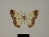  (Zamarada granti - BC ZSM Lep 84100)  @11 [ ] CreativeCommons - Attribution Non-Commercial Share-Alike (2014) Axel Hausmann/Bavarian State Collection of Zoology (ZSM) SNSB, Zoologische Staatssammlung Muenchen