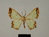  ( - BC ZSM Lep 84114)  @11 [ ] CreativeCommons - Attribution Non-Commercial Share-Alike (2014) Axel Hausmann/Bavarian State Collection of Zoology (ZSM) SNSB, Zoologische Staatssammlung Muenchen