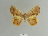  ( - BC ZSM Lep 84126)  @11 [ ] CreativeCommons - Attribution Non-Commercial Share-Alike (2014) Axel Hausmann/Bavarian State Collection of Zoology (ZSM) SNSB, Zoologische Staatssammlung Muenchen