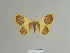  ( - BC ZSM Lep 84131)  @11 [ ] CreativeCommons - Attribution Non-Commercial Share-Alike (2014) Axel Hausmann/Bavarian State Collection of Zoology (ZSM) SNSB, Zoologische Staatssammlung Muenchen