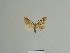  ( - BC ZSM Lep 84136)  @11 [ ] CreativeCommons - Attribution Non-Commercial Share-Alike (2014) Axel Hausmann/Bavarian State Collection of Zoology (ZSM) SNSB, Zoologische Staatssammlung Muenchen