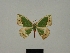  (Chlorodrepana pauliani - BC ZSM Lep 84153)  @11 [ ] CreativeCommons - Attribution Non-Commercial Share-Alike (2014) Axel Hausmann/Bavarian State Collection of Zoology (ZSM) SNSB, Zoologische Staatssammlung Muenchen