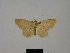  ( - BC ZSM Lep 84159)  @11 [ ] CreativeCommons - Attribution Non-Commercial Share-Alike (2014) Axel Hausmann/Bavarian State Collection of Zoology (ZSM) SNSB, Zoologische Staatssammlung Muenchen
