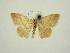  ( - BC ZSM Lep 84160)  @11 [ ] CreativeCommons - Attribution Non-Commercial Share-Alike (2014) Axel Hausmann/Bavarian State Collection of Zoology (ZSM) SNSB, Zoologische Staatssammlung Muenchen
