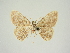  ( - BC ZSM Lep 84655)  @11 [ ] CreativeCommons - Attribution Non-Commercial Share-Alike (2014) Axel Hausmann/Bavarian State Collection of Zoology (ZSM) SNSB, Zoologische Staatssammlung Muenchen
