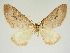  (Kuldscha lobbichleri - BC ZSM Lep 84661)  @11 [ ] CreativeCommons - Attribution Non-Commercial Share-Alike (2014) Axel Hausmann/Bavarian State Collection of Zoology (ZSM) SNSB, Zoologische Staatssammlung Muenchen