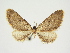  (Eupithecia contraria - BC ZSM Lep 84664)  @11 [ ] CreativeCommons - Attribution Non-Commercial Share-Alike (2014) Axel Hausmann/Bavarian State Collection of Zoology (ZSM) SNSB, Zoologische Staatssammlung Muenchen