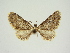  (Eupithecia concinna - BC ZSM Lep 84665)  @11 [ ] CreativeCommons - Attribution Non-Commercial Share-Alike (2014) Axel Hausmann/Bavarian State Collection of Zoology (ZSM) SNSB, Zoologische Staatssammlung Muenchen