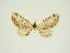  (Eupithecia albicans - BC ZSM Lep 84666)  @11 [ ] CreativeCommons - Attribution Non-Commercial Share-Alike (2014) Axel Hausmann/Bavarian State Collection of Zoology (ZSM) SNSB, Zoologische Staatssammlung Muenchen
