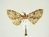  (Eupithecia suspiciosa - BC ZSM Lep 84667)  @11 [ ] CreativeCommons - Attribution Non-Commercial Share-Alike (2014) Axel Hausmann/Bavarian State Collection of Zoology (ZSM) SNSB, Zoologische Staatssammlung Muenchen