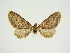  (Eupithecia forsteri - BC ZSM Lep 84669)  @11 [ ] CreativeCommons - Attribution Non-Commercial Share-Alike (2014) Axel Hausmann/Bavarian State Collection of Zoology (ZSM) SNSB, Zoologische Staatssammlung Muenchen