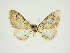  (Eupithecia lineidistincta - BC ZSM Lep 84670)  @11 [ ] CreativeCommons - Attribution Non-Commercial Share-Alike (2014) Axel Hausmann/Bavarian State Collection of Zoology (ZSM) SNSB, Zoologische Staatssammlung Muenchen