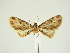  (Eupithecia coccinea - BC ZSM Lep 84671)  @11 [ ] CreativeCommons - Attribution Non-Commercial Share-Alike (2014) Axel Hausmann/Bavarian State Collection of Zoology (ZSM) SNSB, Zoologische Staatssammlung Muenchen