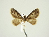  (Eupithecia multa - BC ZSM Lep 84672)  @11 [ ] CreativeCommons - Attribution Non-Commercial Share-Alike (2014) Axel Hausmann/Bavarian State Collection of Zoology (ZSM) SNSB, Zoologische Staatssammlung Muenchen