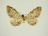  (Eupithecia fusca - BC ZSM Lep 84673)  @11 [ ] CreativeCommons - Attribution Non-Commercial Share-Alike (2014) Axel Hausmann/Bavarian State Collection of Zoology (ZSM) SNSB, Zoologische Staatssammlung Muenchen