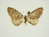  (Eupithecia discolor - BC ZSM Lep 84674)  @11 [ ] CreativeCommons - Attribution Non-Commercial Share-Alike (2014) Axel Hausmann/Bavarian State Collection of Zoology (ZSM) SNSB, Zoologische Staatssammlung Muenchen
