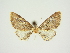  (Eupithecia circumscripta - BC ZSM Lep 84675)  @11 [ ] CreativeCommons - Attribution Non-Commercial Share-Alike (2014) Axel Hausmann/Bavarian State Collection of Zoology (ZSM) SNSB, Zoologische Staatssammlung Muenchen