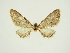  (Eupithecia lata - BC ZSM Lep 84677)  @11 [ ] CreativeCommons - Attribution Non-Commercial Share-Alike (2014) Axel Hausmann/Bavarian State Collection of Zoology (ZSM) SNSB, Zoologische Staatssammlung Muenchen