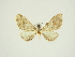  (Eupithecia violacea - BC ZSM Lep 84678)  @11 [ ] CreativeCommons - Attribution Non-Commercial Share-Alike (2014) Axel Hausmann/Bavarian State Collection of Zoology (ZSM) SNSB, Zoologische Staatssammlung Muenchen
