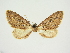  (Eupithecia torva - BC ZSM Lep 84679)  @11 [ ] CreativeCommons - Attribution Non-Commercial Share-Alike (2014) Axel Hausmann/Bavarian State Collection of Zoology (ZSM) SNSB, Zoologische Staatssammlung Muenchen
