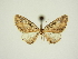 (Eupithecia sola - BC ZSM Lep 84680)  @11 [ ] CreativeCommons - Attribution Non-Commercial Share-Alike (2014) Axel Hausmann/Bavarian State Collection of Zoology (ZSM) SNSB, Zoologische Staatssammlung Muenchen