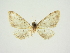  (Eupithecia improba - BC ZSM Lep 84681)  @11 [ ] CreativeCommons - Attribution Non-Commercial Share-Alike (2014) Axel Hausmann/Bavarian State Collection of Zoology (ZSM) SNSB, Zoologische Staatssammlung Muenchen