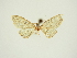  (Eupithecia damnosa - BC ZSM Lep 84684)  @11 [ ] CreativeCommons - Attribution Non-Commercial Share-Alike (2014) Axel Hausmann/Bavarian State Collection of Zoology (ZSM) SNSB, Zoologische Staatssammlung Muenchen