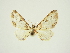 (Eupithecia emendata - BC ZSM Lep 84685)  @11 [ ] CreativeCommons - Attribution Non-Commercial Share-Alike (2014) Axel Hausmann/Bavarian State Collection of Zoology (ZSM) SNSB, Zoologische Staatssammlung Muenchen