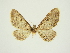  (Eupithecia commiserenda - BC ZSM Lep 84688)  @11 [ ] CreativeCommons - Attribution Non-Commercial Share-Alike (2014) Axel Hausmann/Bavarian State Collection of Zoology (ZSM) SNSB, Zoologische Staatssammlung Muenchen