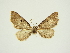  (Eupithecia bini - BC ZSM Lep 84689)  @11 [ ] CreativeCommons - Attribution Non-Commercial Share-Alike (2014) Axel Hausmann/Bavarian State Collection of Zoology (ZSM) SNSB, Zoologische Staatssammlung Muenchen
