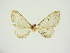  (Eupithecia tenebricosa - BC ZSM Lep 84690)  @11 [ ] CreativeCommons - Attribution Non-Commercial Share-Alike (2014) Axel Hausmann/Bavarian State Collection of Zoology (ZSM) SNSB, Zoologische Staatssammlung Muenchen
