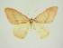  ( - BC ZSM Lep 84693)  @11 [ ] CreativeCommons - Attribution Non-Commercial Share-Alike (2014) Axel Hausmann/Bavarian State Collection of Zoology (ZSM) SNSB, Zoologische Staatssammlung Muenchen