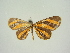  (Atyria quadriradiata - BC ZSM Lep 84701)  @11 [ ] CreativeCommons - Attribution Non-Commercial Share-Alike (2014) Axel Hausmann/Bavarian State Collection of Zoology (ZSM) SNSB, Zoologische Staatssammlung Muenchen