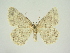  (Charissa glaucinaria - BC ZSM Lep 84703)  @11 [ ] CreativeCommons - Attribution Non-Commercial Share-Alike (2014) Axel Hausmann/Bavarian State Collection of Zoology (ZSM) SNSB, Zoologische Staatssammlung Muenchen