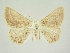  ( - BC ZSM Lep 84705)  @11 [ ] CreativeCommons - Attribution Non-Commercial Share-Alike (2014) Axel Hausmann/Bavarian State Collection of Zoology (ZSM) SNSB, Zoologische Staatssammlung Muenchen