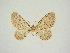  (Eupithecia problematicata - BC ZSM Lep 84709)  @11 [ ] CreativeCommons - Attribution Non-Commercial Share-Alike (2014) Axel Hausmann/Bavarian State Collection of Zoology (ZSM) SNSB, Zoologische Staatssammlung Muenchen