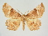  ( - BC ZSM Lep 84710)  @11 [ ] CreativeCommons - Attribution Non-Commercial Share-Alike (2014) Axel Hausmann/Bavarian State Collection of Zoology (ZSM) SNSB, Zoologische Staatssammlung Muenchen
