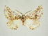  ( - BC ZSM Lep 84715)  @11 [ ] CreativeCommons - Attribution Non-Commercial Share-Alike (2014) Axel Hausmann/Bavarian State Collection of Zoology (ZSM) SNSB, Zoologische Staatssammlung Muenchen